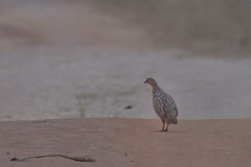 File:Grey-striped Spurfowl 110ND500 DSC8149-1.jpg