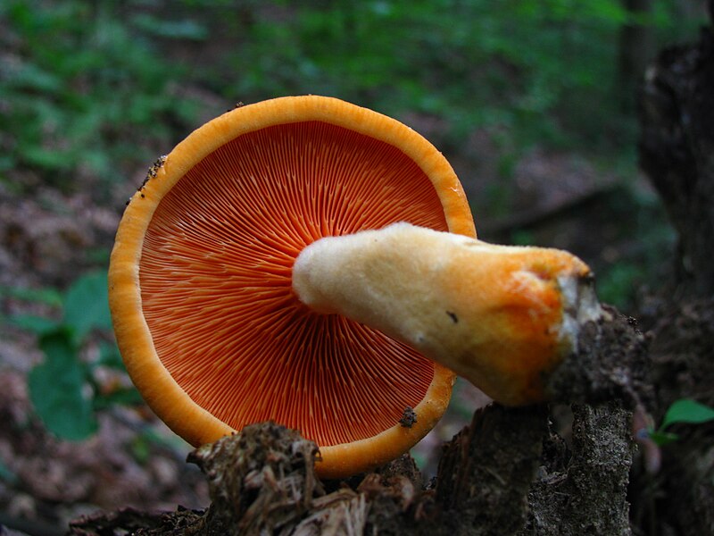 File:Hygrophoropsis aurantiaca 52882.jpg