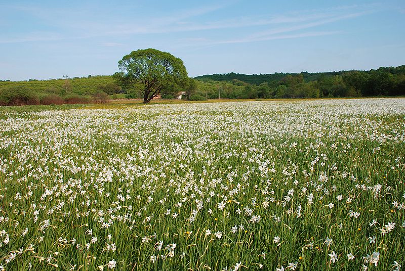 Файл:Narcissi Valley 2 RB.jpg