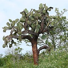 Opuntia echios 1.jpg