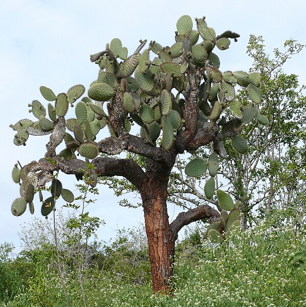 File:Opuntia echios 1.jpg