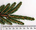 Miniatura para Picea orientalis