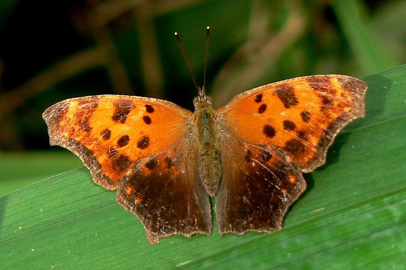 Файл:Polygonia comma.jpg