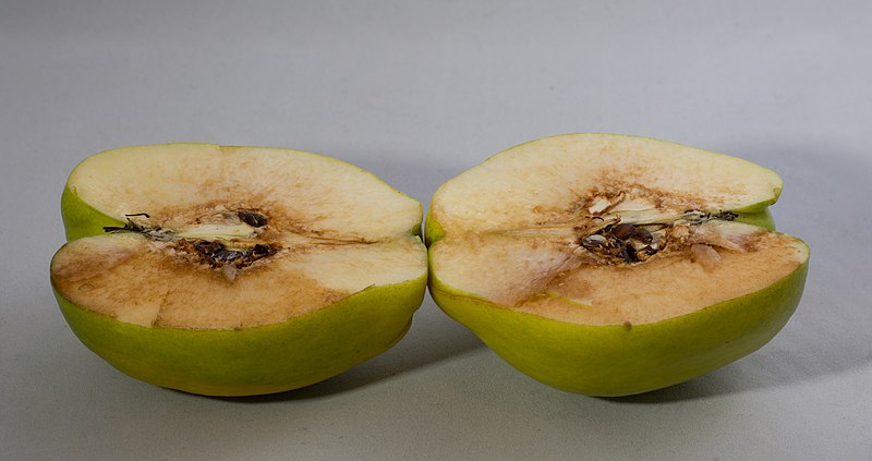 File:Quince (10928s).jpg