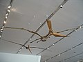 Скелет Pteranodon sternbergi