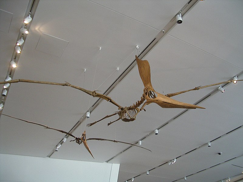 File:ROM - Pteranodon.jpg