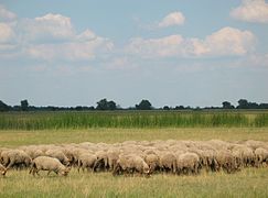 A flock of Racka sheep in the Great Hungarian Plain