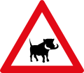 Boar