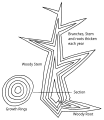 Image 7Diagram of secondary growth in a eudicot or coniferous tree showing idealised vertical and horizontal sections. A new layer of wood is added in each growing season, thickening the stem, existing branches and roots. (from Tree)