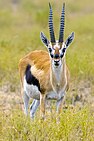 Brown, black, and white bovid