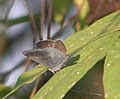 Apefly with part of upper forewing visible