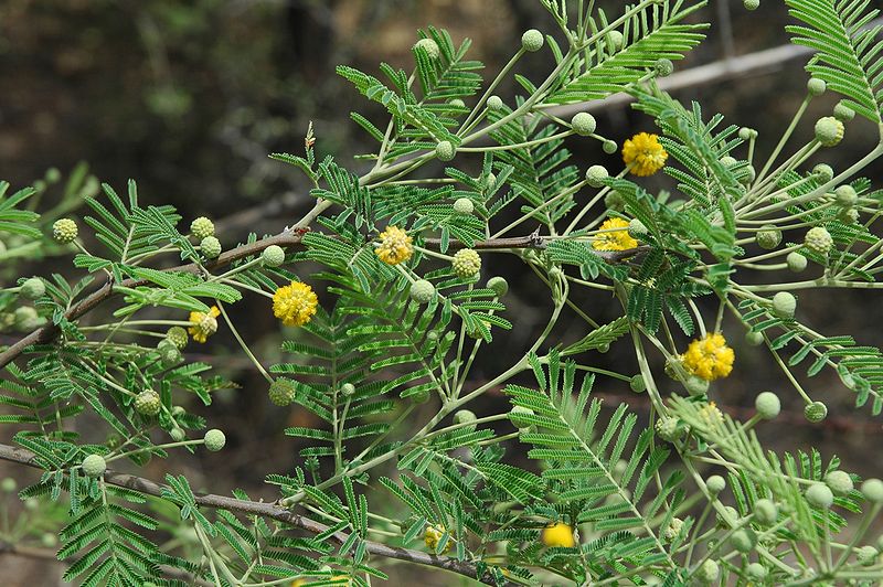 Файл:Acacia-aroma.jpg