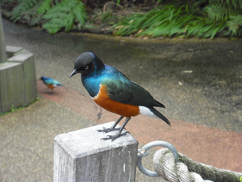 File:African Superb Starling 0623.jpg