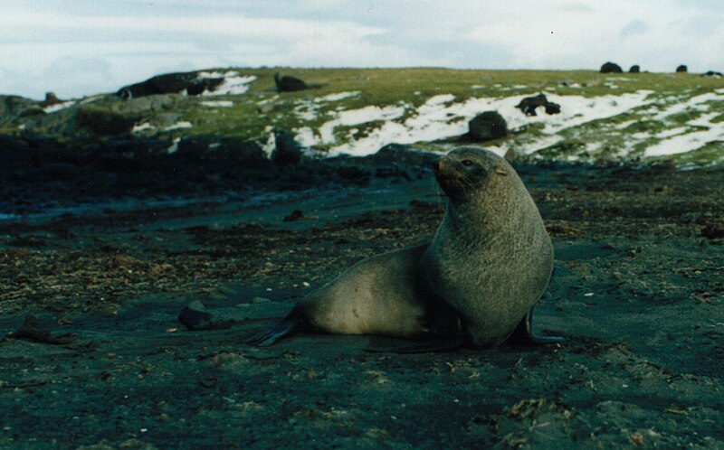 Archivo:Arctocephalus gazella male.JPG