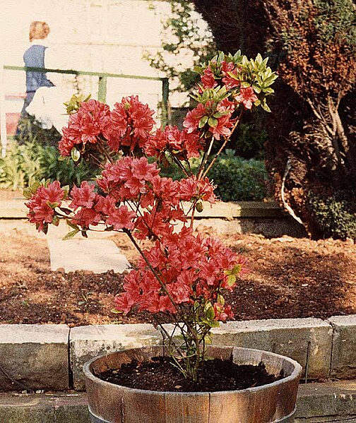 File:Azalea.750pix.jpg