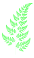 Barnsley's fern, a fractal fern computed using an iterated function system