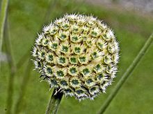 Caprifoliaceae - Cephalaria alpina.jpg