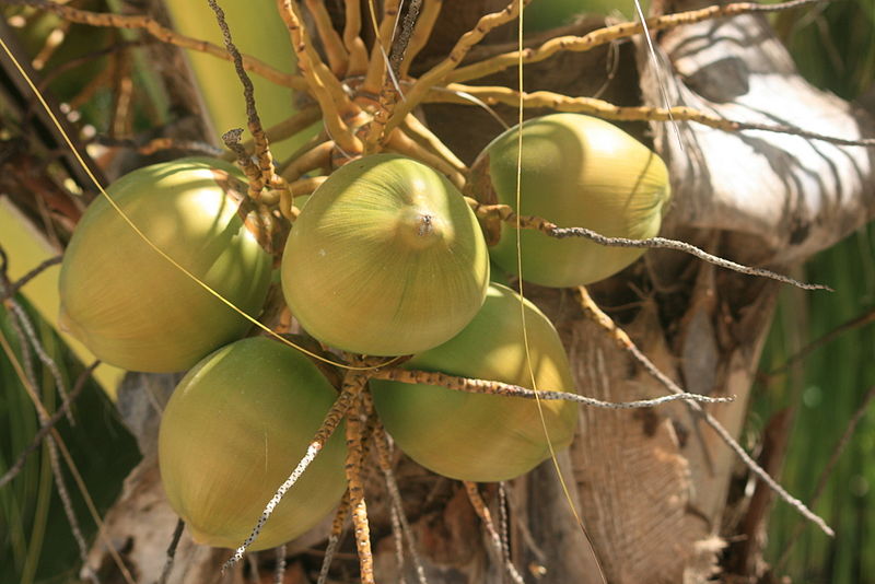 File:Coconuts on the palm..JPG