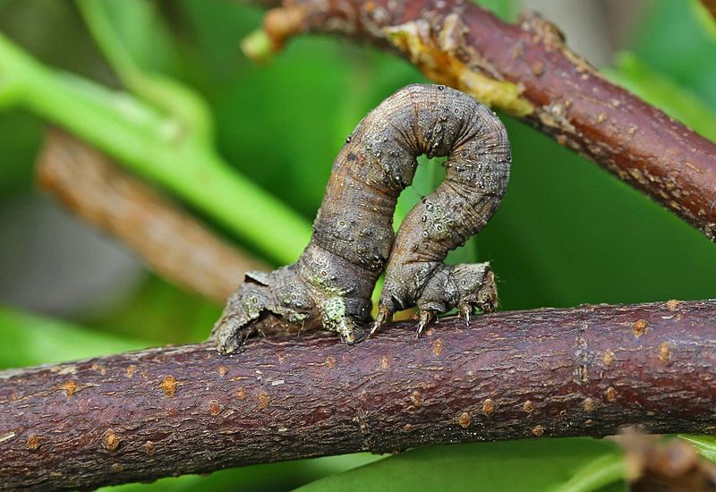 File:Crocallis elinguaria larva.jpg