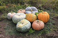 Two bright orange C. pepo pumpkins, centre right; the rest are squashes, C. maxima