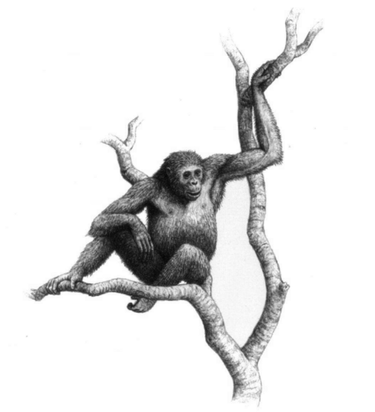 File:Dryopithecus laietanus.png