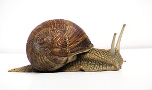 Roman Snail (Helix pomatia)