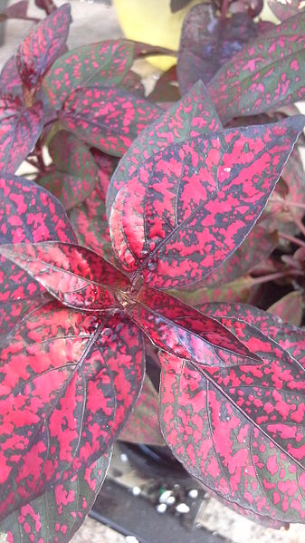 File:H phyllostachya dark cultivar.jpg