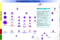Диаграмма дифференцировки гемопоэтических клеток