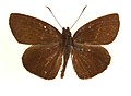 Museum specimen from Malaya