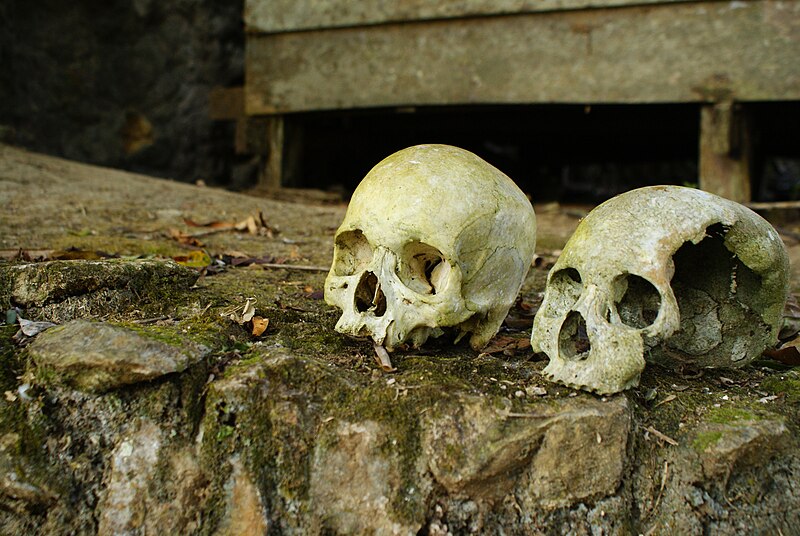 Archivo:Human skulls.JPG