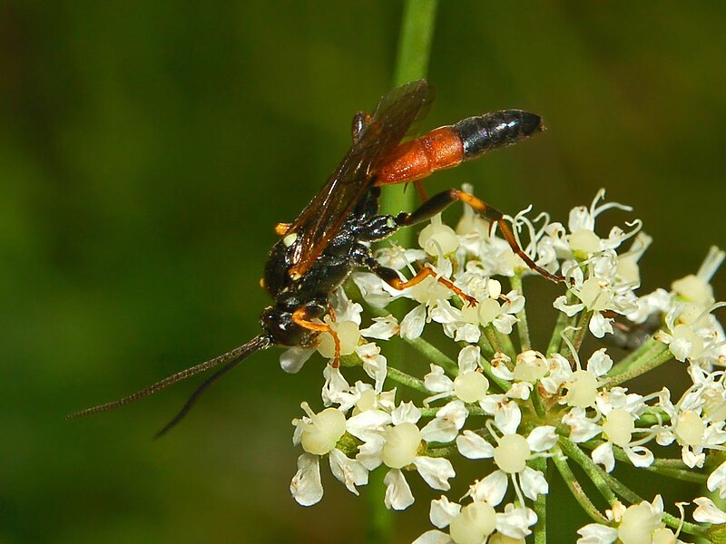 File:Ichneumonidae - Ichneumon insidiosus..JPG