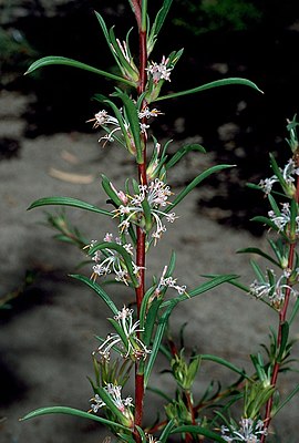 Isopogon axillaris в ботаническом саду Кингс-Парк