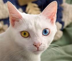 Gato blanco con Heterocromía.