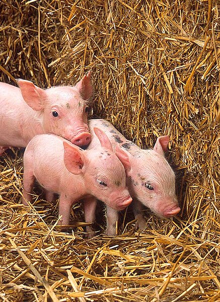 File:More piglets.jpg