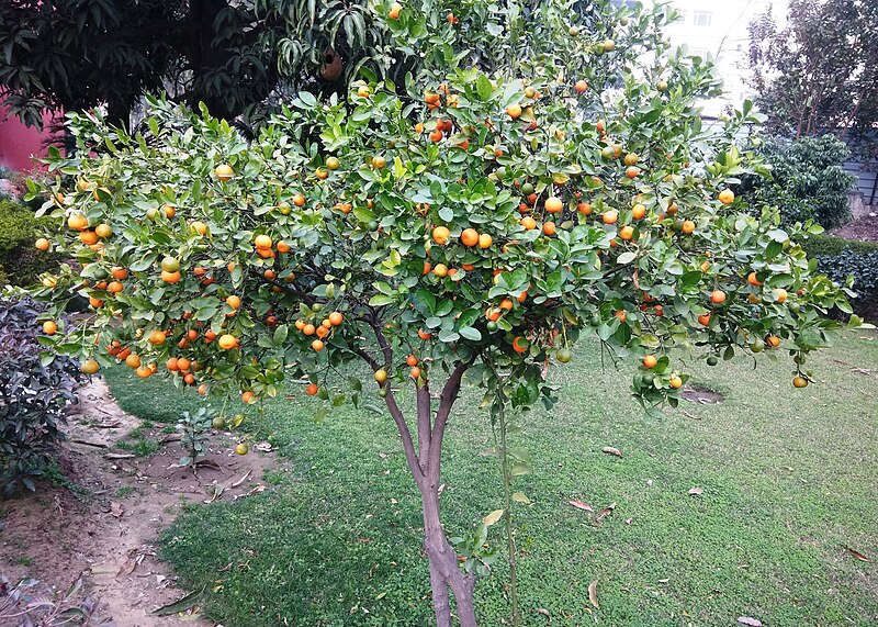 File:Narangi tree in Mohali.jpg