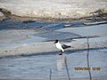 Black-headed gull standing on ice in Ämmänväylä, Oulu, Finland.