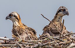 5 week old chicks