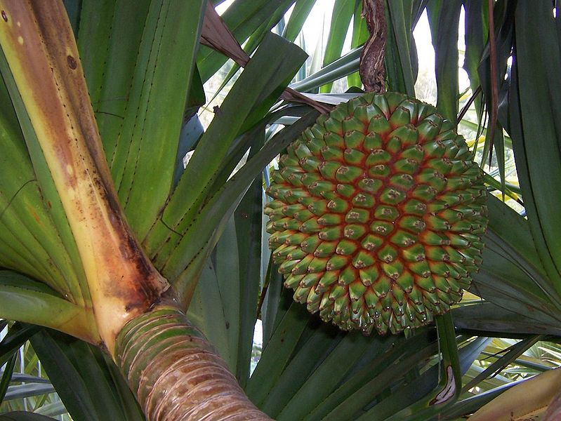 Файл:Pandanus utilis fruit.JPG