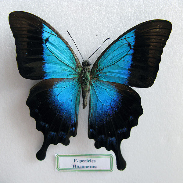 Файл:Papilio pericles.JPG