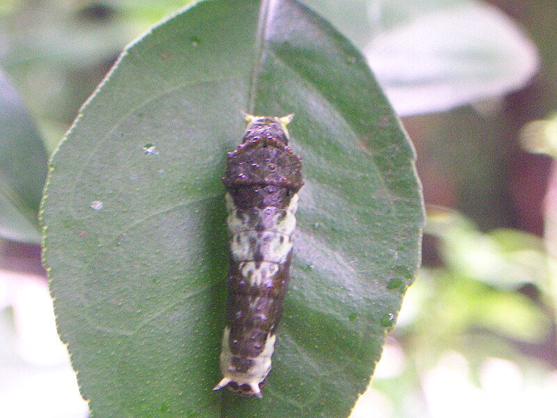 File:Papilio young larva.JPG