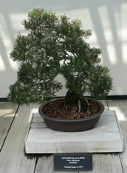 Файл:Pinus thunbergii bonsai 2.jpg