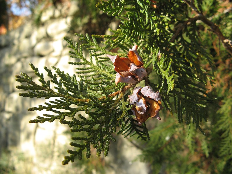 File:Platycladus orientalis cones.jpg