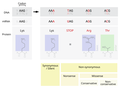 Image 28Point mutations classified by impact on protein (from Mutation)