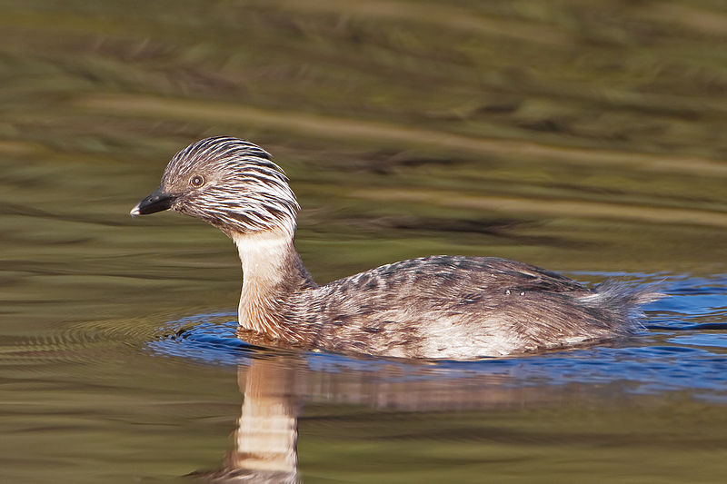 File:Poliocephalus poliocephalus RB.jpg