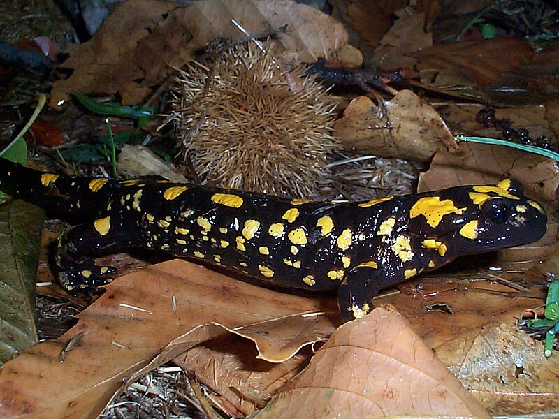 File:Salamandra corsica.jpg