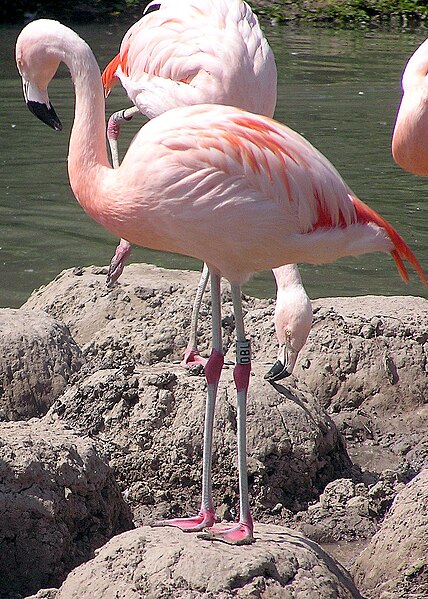 Archivo:Slimbridge.chilean.flamingo.arp.jpg