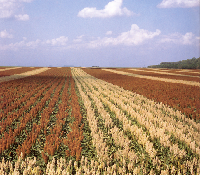 Файл:Sorghum field.png