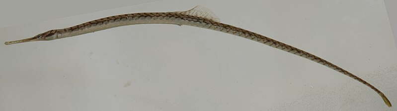 File:Syngnathus louisianae (S0591) (12658764723).jpg