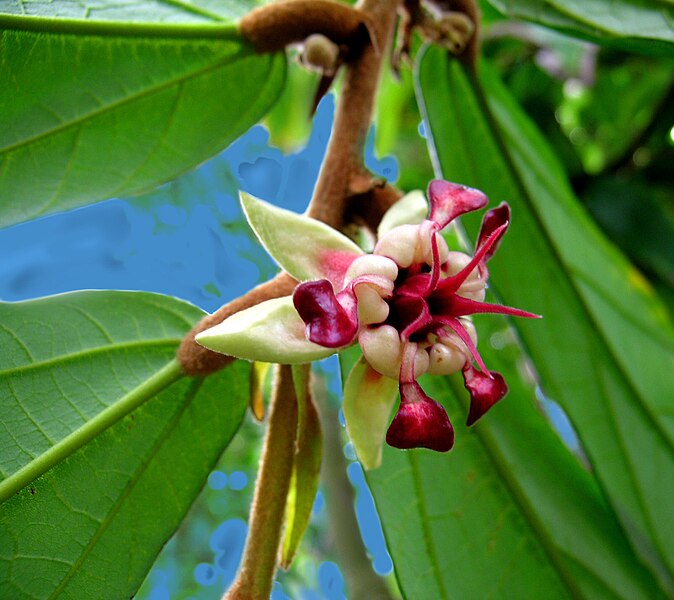 Файл:Theobroma grandiflorum-flower.jpg