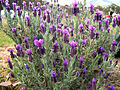 Lavandula stoechas